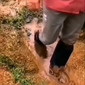 Botas-Forros Zapatos Lluvía